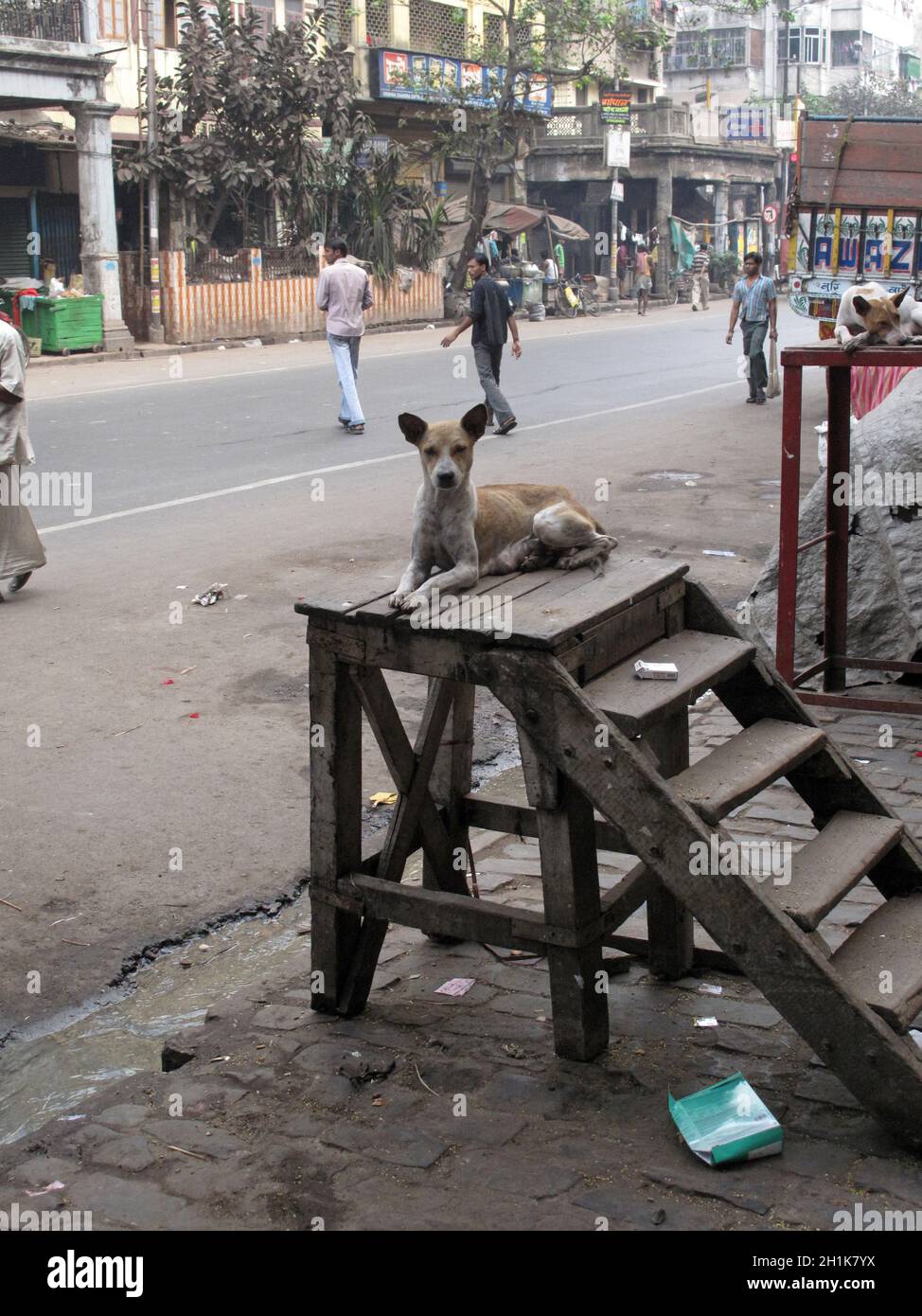 Streets of Kolkata. Stray dogs is sitting in the street. Stock Photo