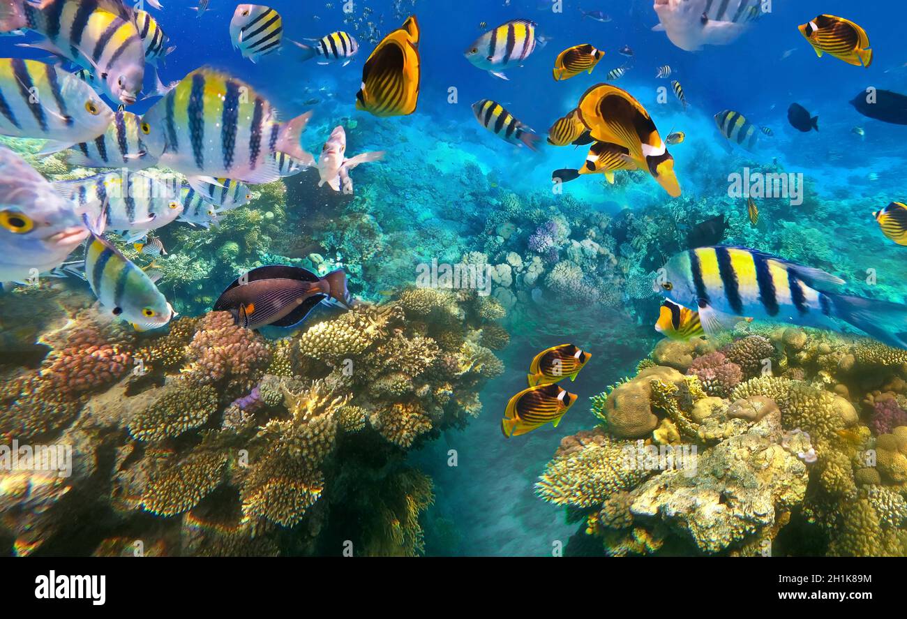 Underwater colorful tropical fishes at coral reef at Red Sea Stock