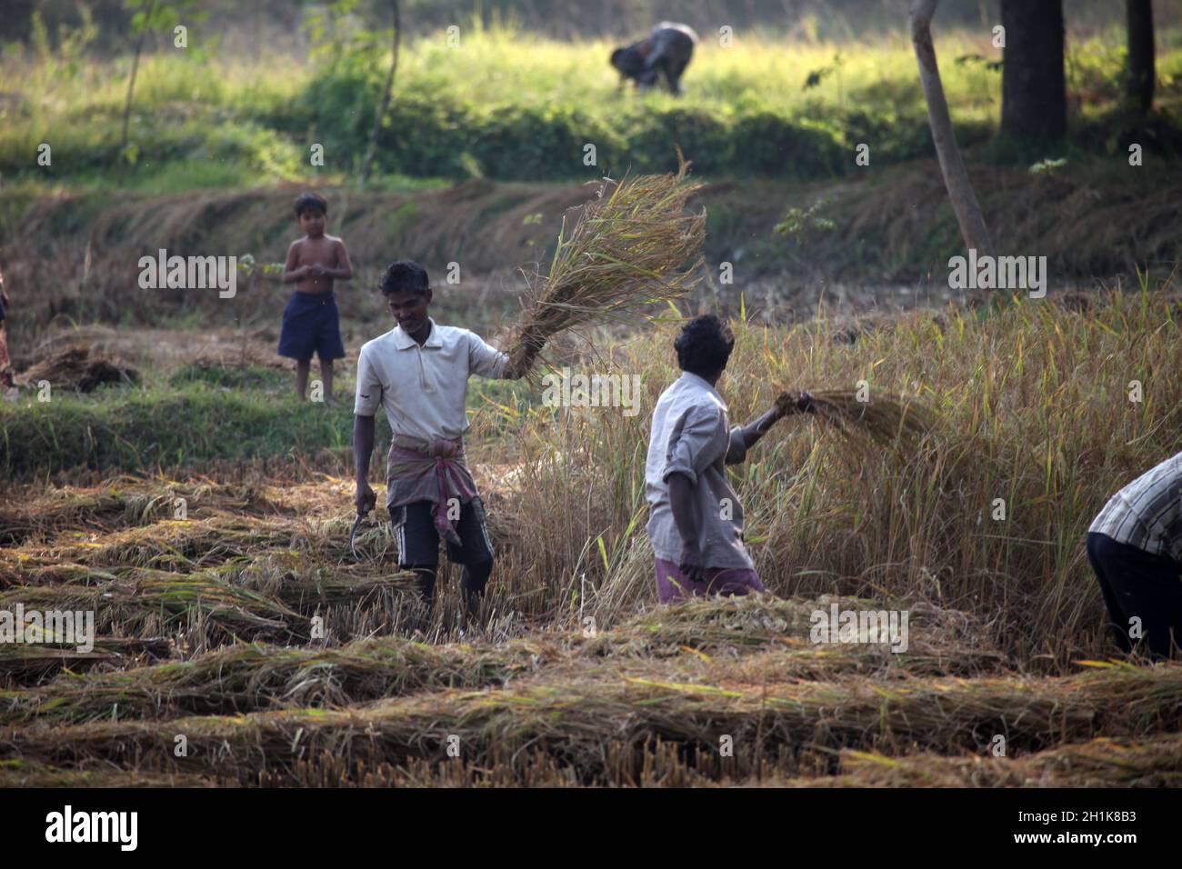 Farmer havesting rice on rice field in Baidyapur, West Bengal, India Stock Photo