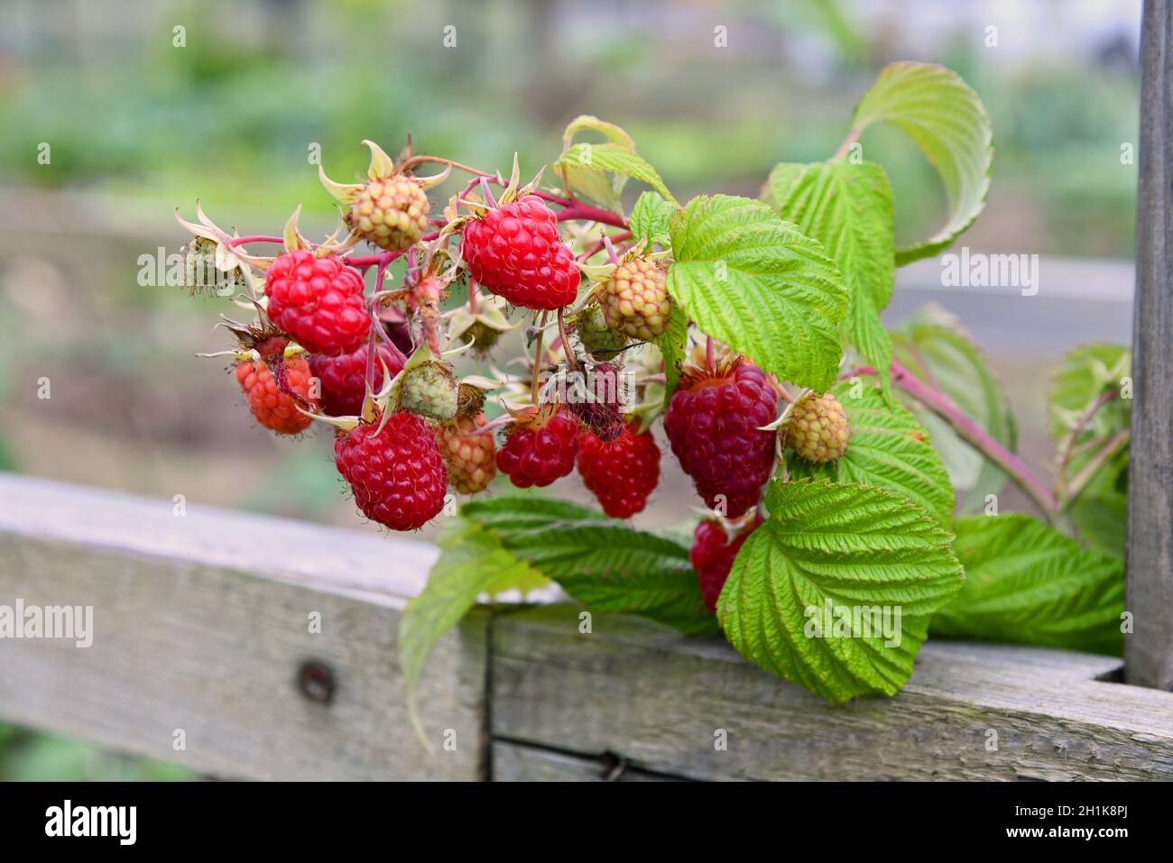 red rasberry bush in the garden Stock Photo - Alamy