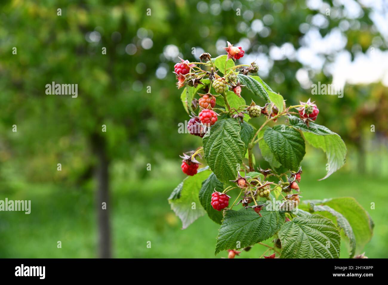 red rasberry bush in the garden Stock Photo - Alamy