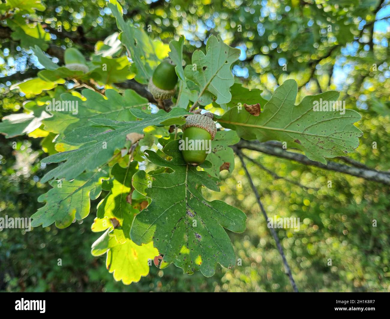 Close up of Acorns fruits on oak tree branch in forest. Oak nut tree on autumnal natural background. Stock Photo