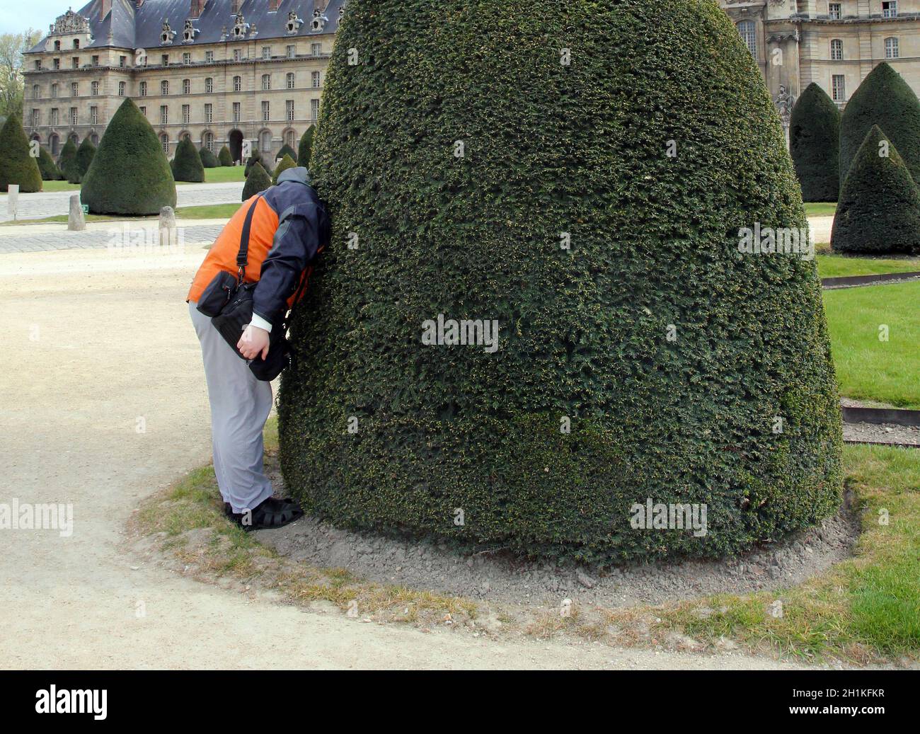 A man hides his head in the foliage of a tree. The concept of avoiding problems as well as learning new things and curiosity. Hide one's head in the s Stock Photo