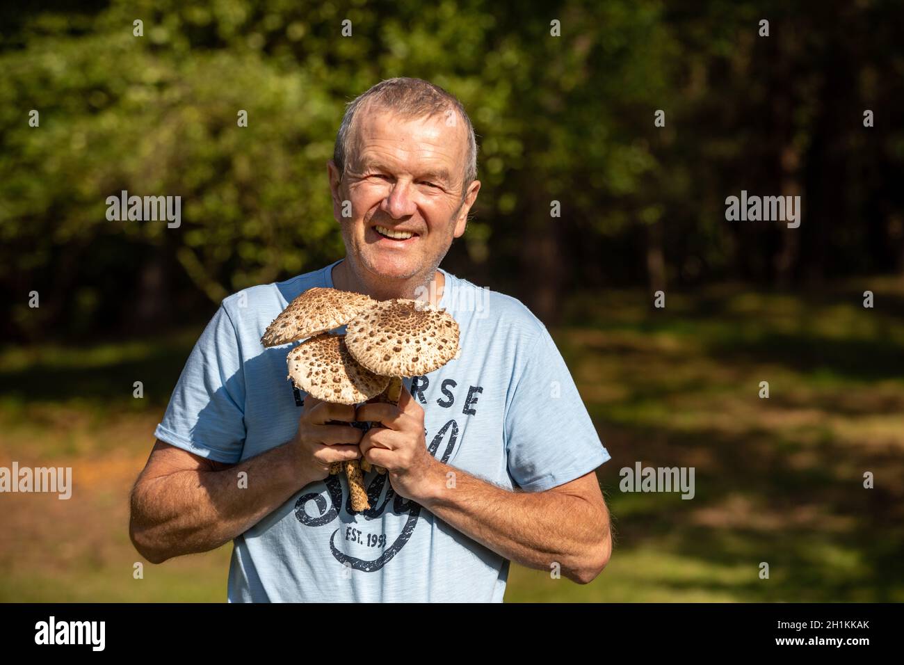Jantar, Poland - September 11, 2020: Ripe parasol mushroom Macrolepiota procera or Lepiota procera in the mushroom picker's hand Stock Photo