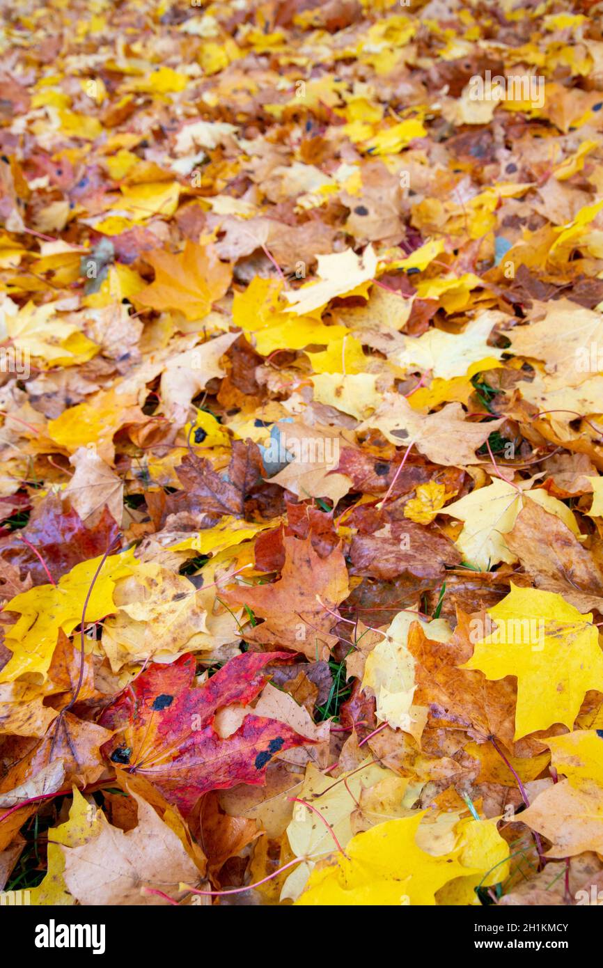 Vertical shot of autumn leaves on the ground with beautiful yellow and ...