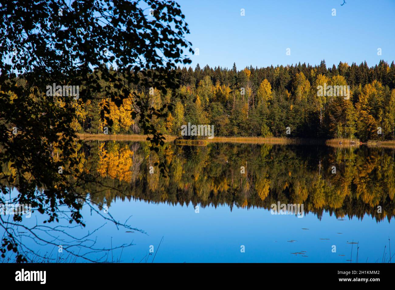 Beautiful view of a lake near the forest with tree's reflection in the ...