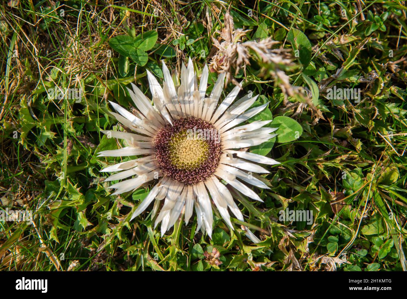blooming thistle in the mountains in Dolomiti, Italy Stock Photo