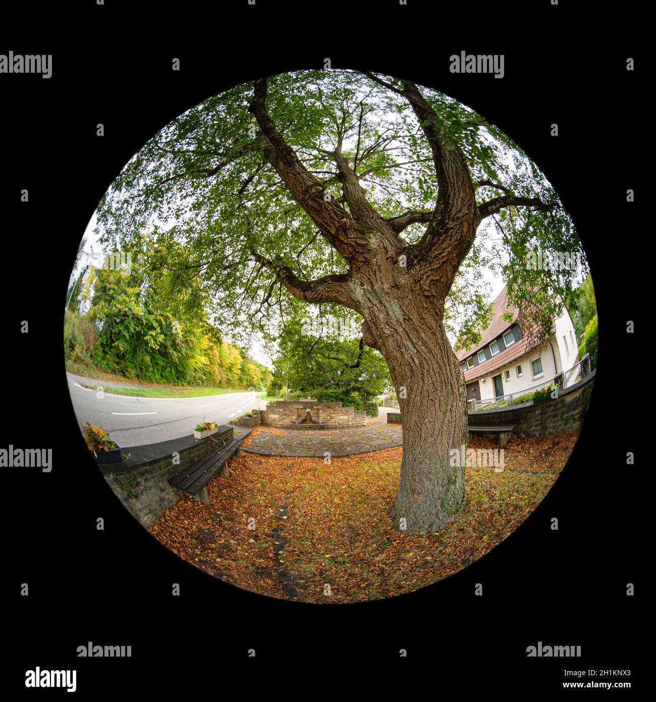 Old linden tree with bark in fish eye effect distortion Stock Photo