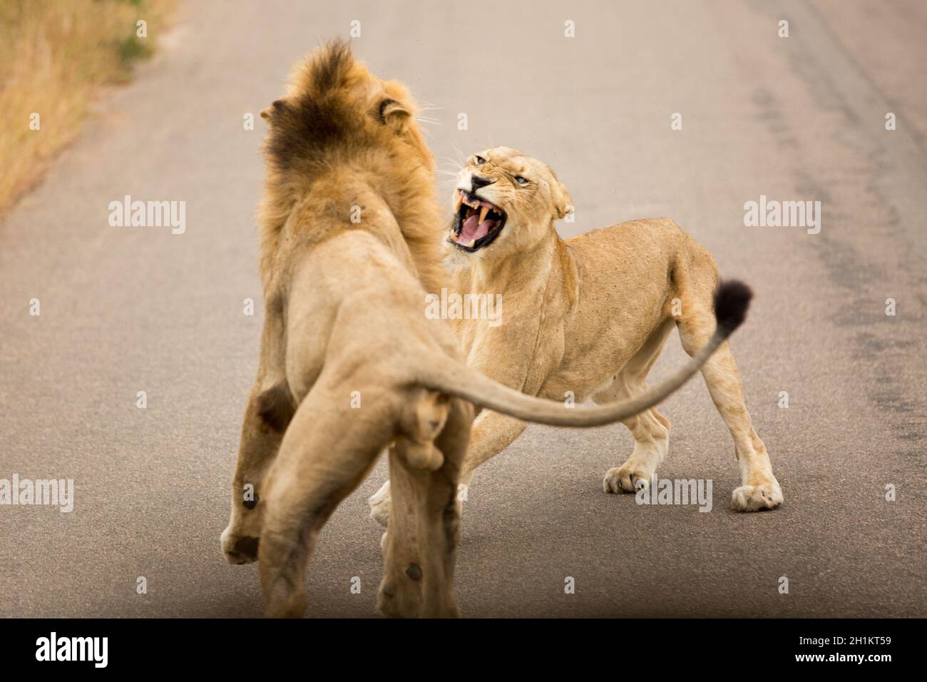 Growling Lions in Kruger National Park Stock Photo