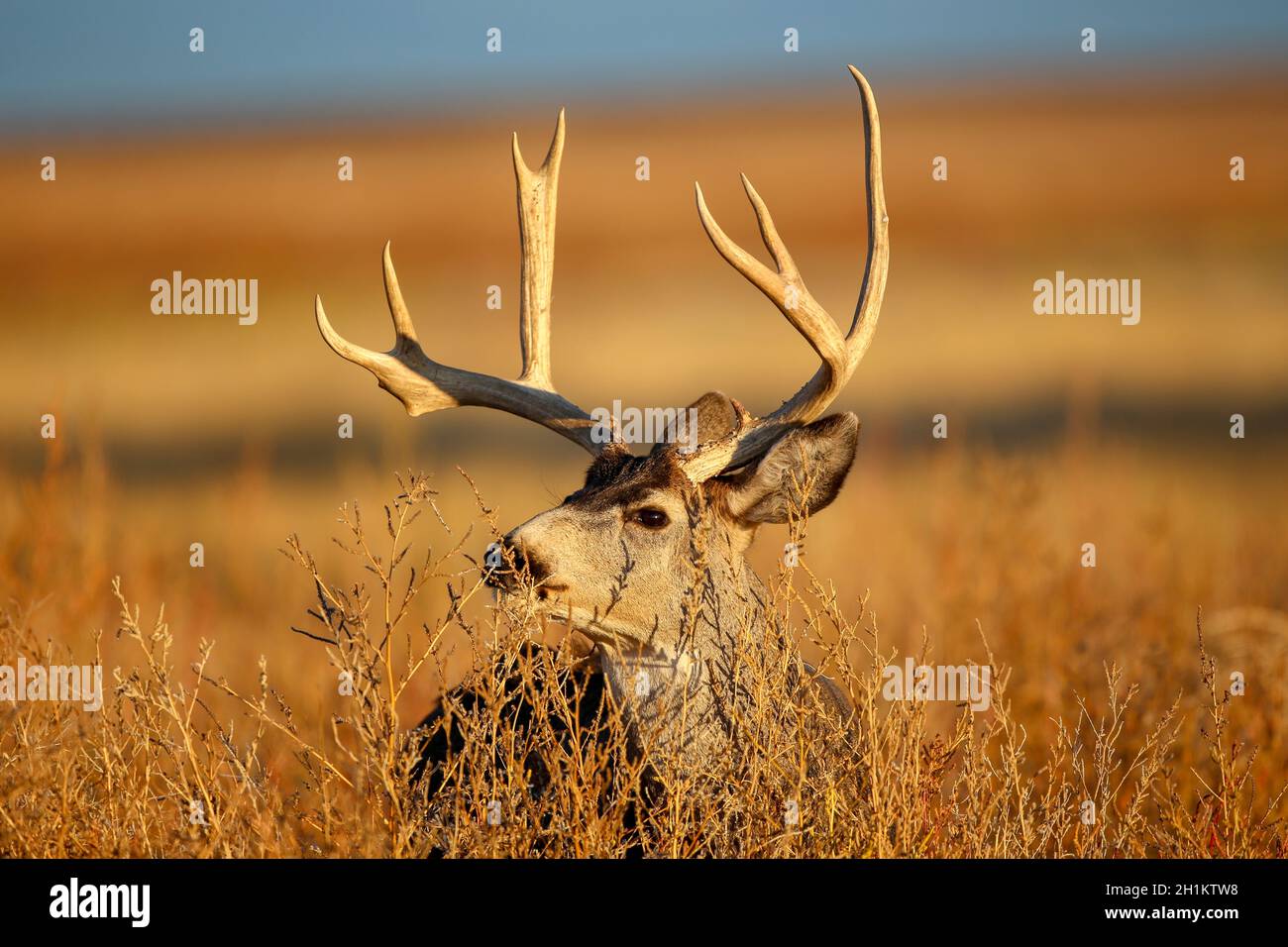 Mule Deer Buck in autumn Stock Photo