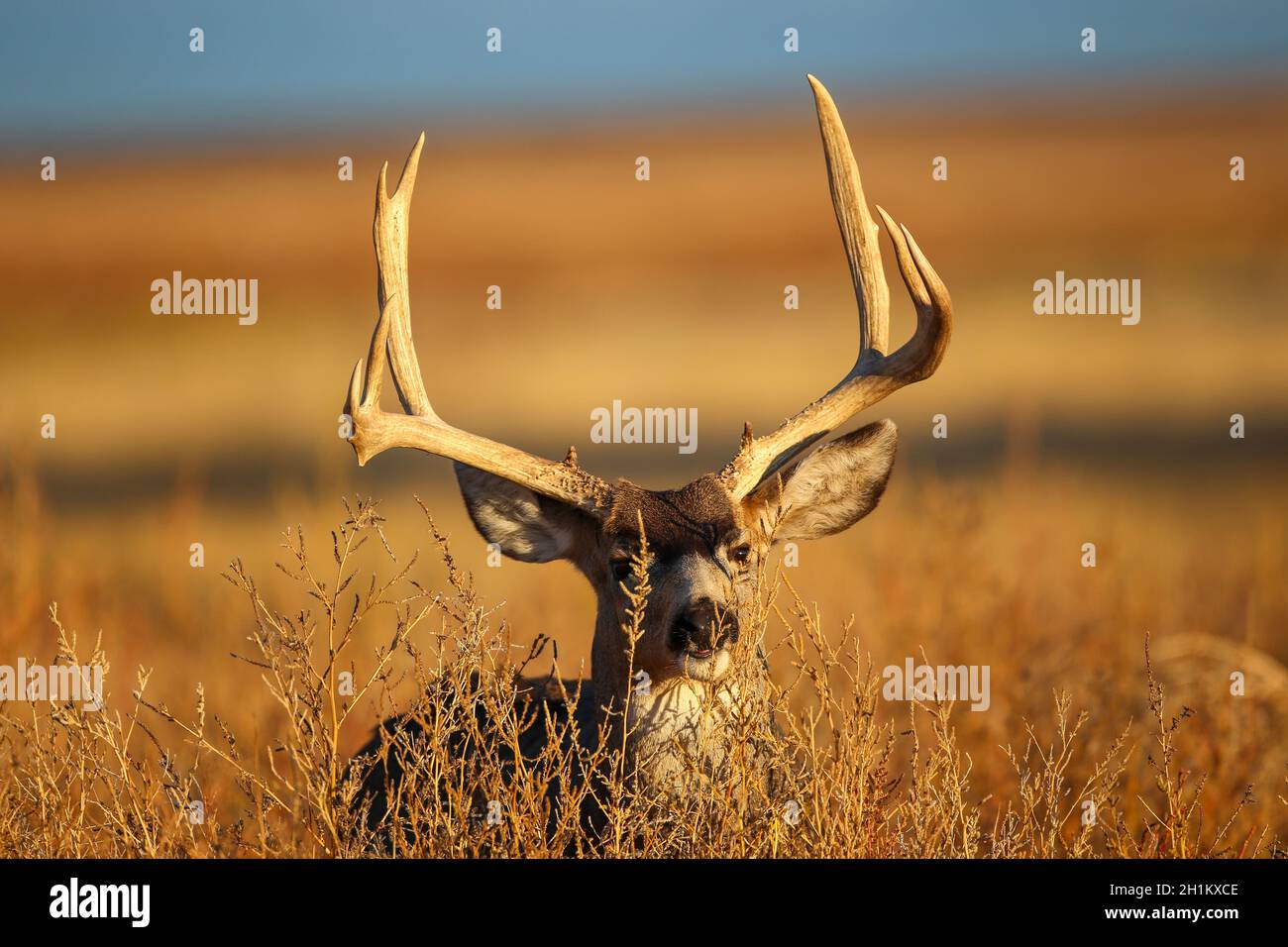 Mule Deer Buck in autumn Stock Photo