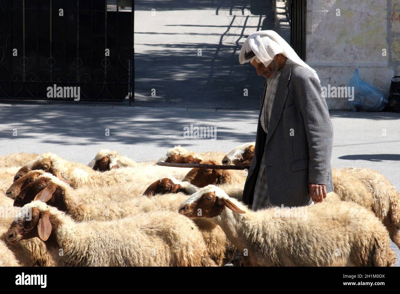 the-shepherd-leads-a-flock-of-sheep-grazing-just-as-in-biblical-times