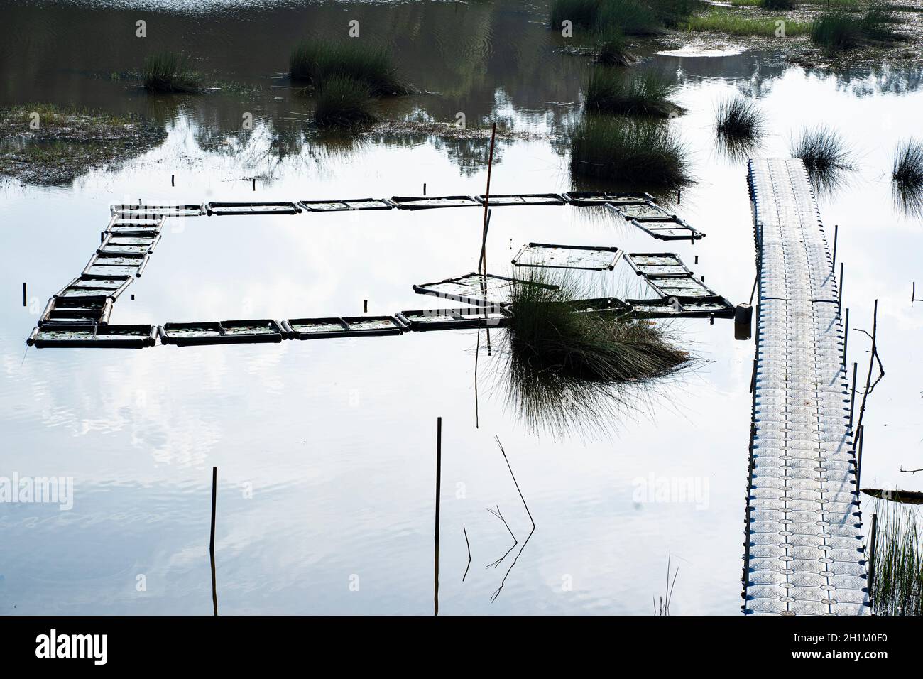 A square of floating frame used for lotus nursery on a lake. It is a conservation effort to increase the population of the lotus in Lake Chini Stock Photo