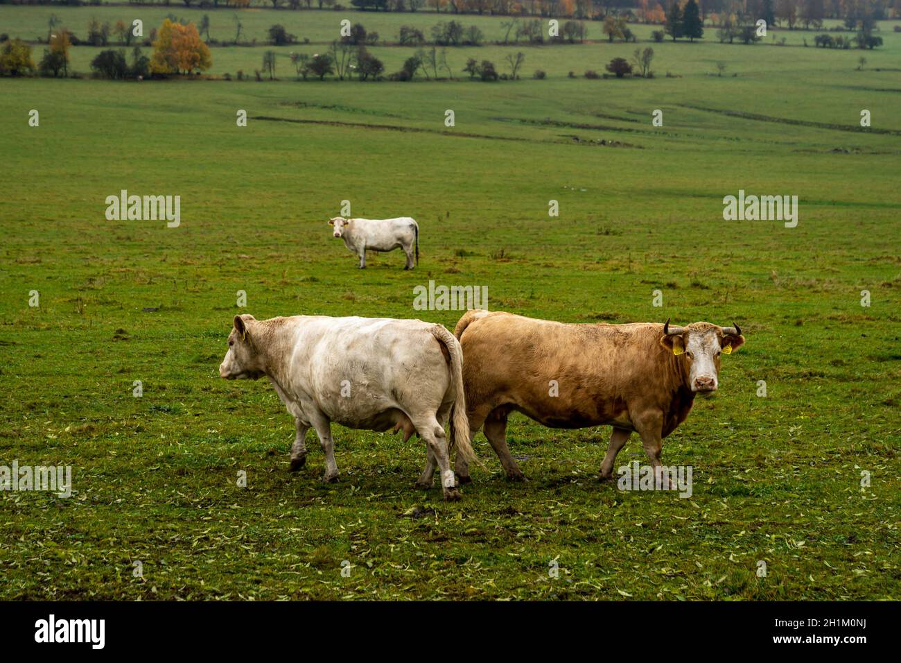 Bulls in pasture hi-res stock photography and images - Alamy