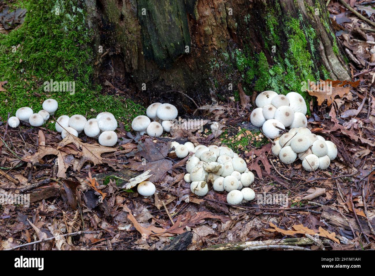 Colonies of Puffball mushrooms growing at base of rotted tree, Autum, E USA, by James D Coppinger/Dembinsky Photo Assoc Stock Photo