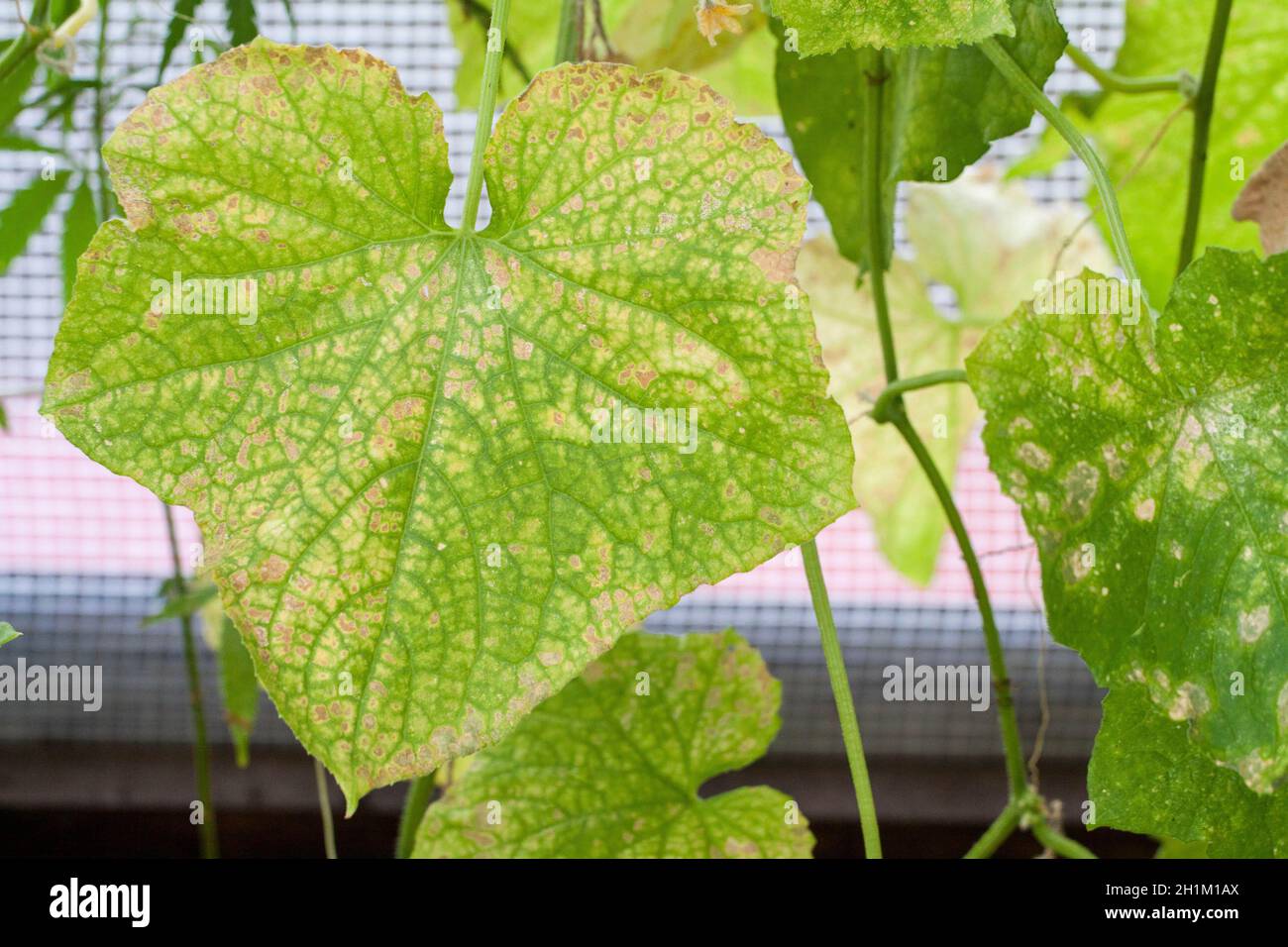 affected by diseases and pests of plant leaves and fruits of cucumber White rot sclerotinosis diseases of cucumbers is white rot white mold. Downy mildew peresporosis, White rot sclerotinosis. Stock Photo