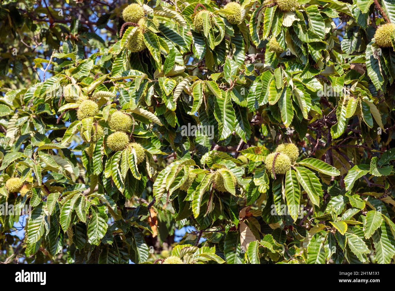Chestnut blight american hires stock photography and images Alamy