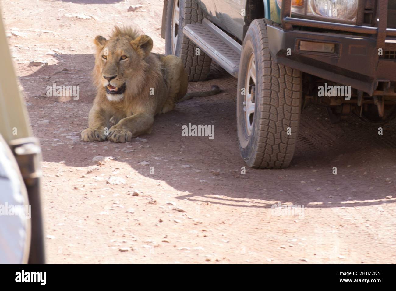 Lion near cars at Ngorongoro crater, Tanzania. African wildlife Stock Photo