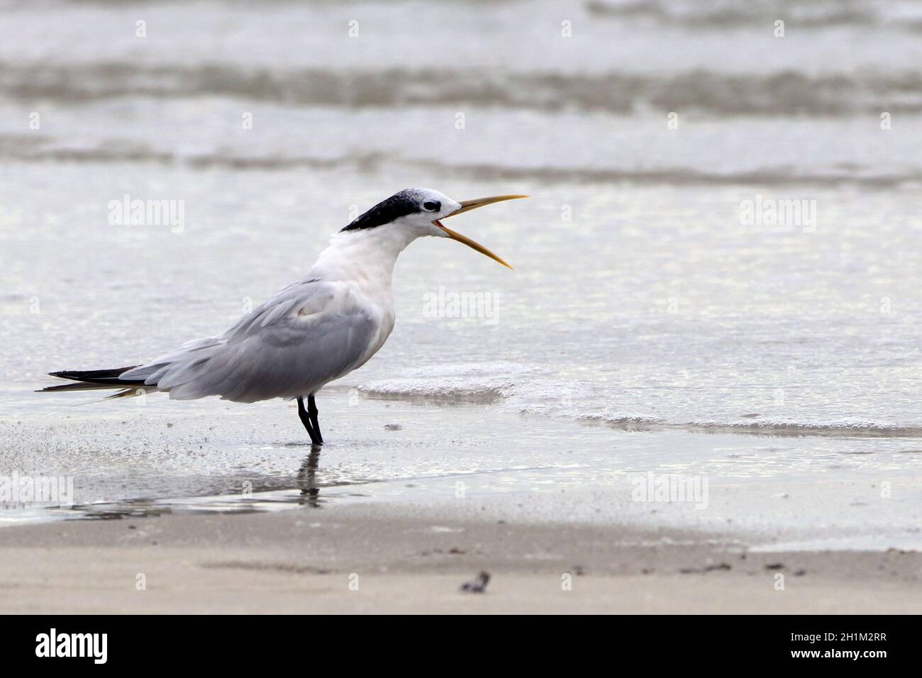 Cabot's Tern (Thalasseus acuflavidus) screaming at the edge of the beach Stock Photo