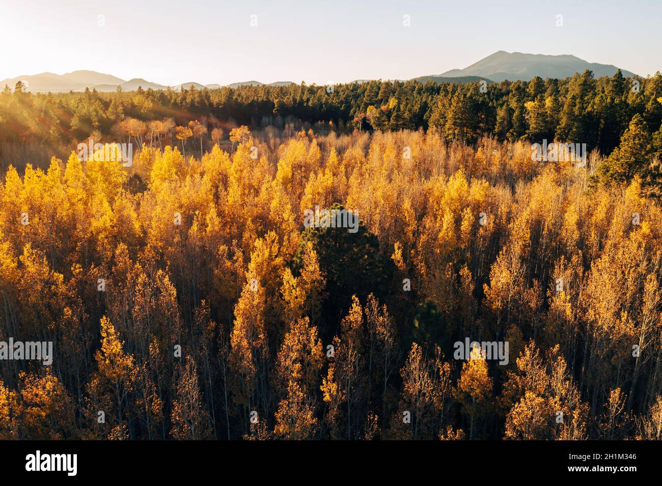 Aspen canopy illuminated by setting sun. Stock Photo