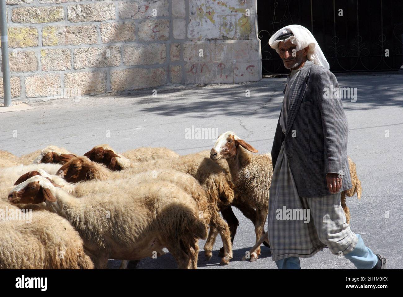 The shepherd leads a flock of sheep grazing just as in biblical times