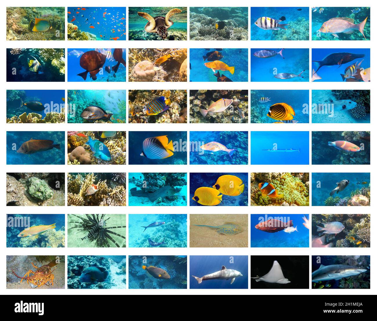 Tropical fish identification hi-res stock photography and images