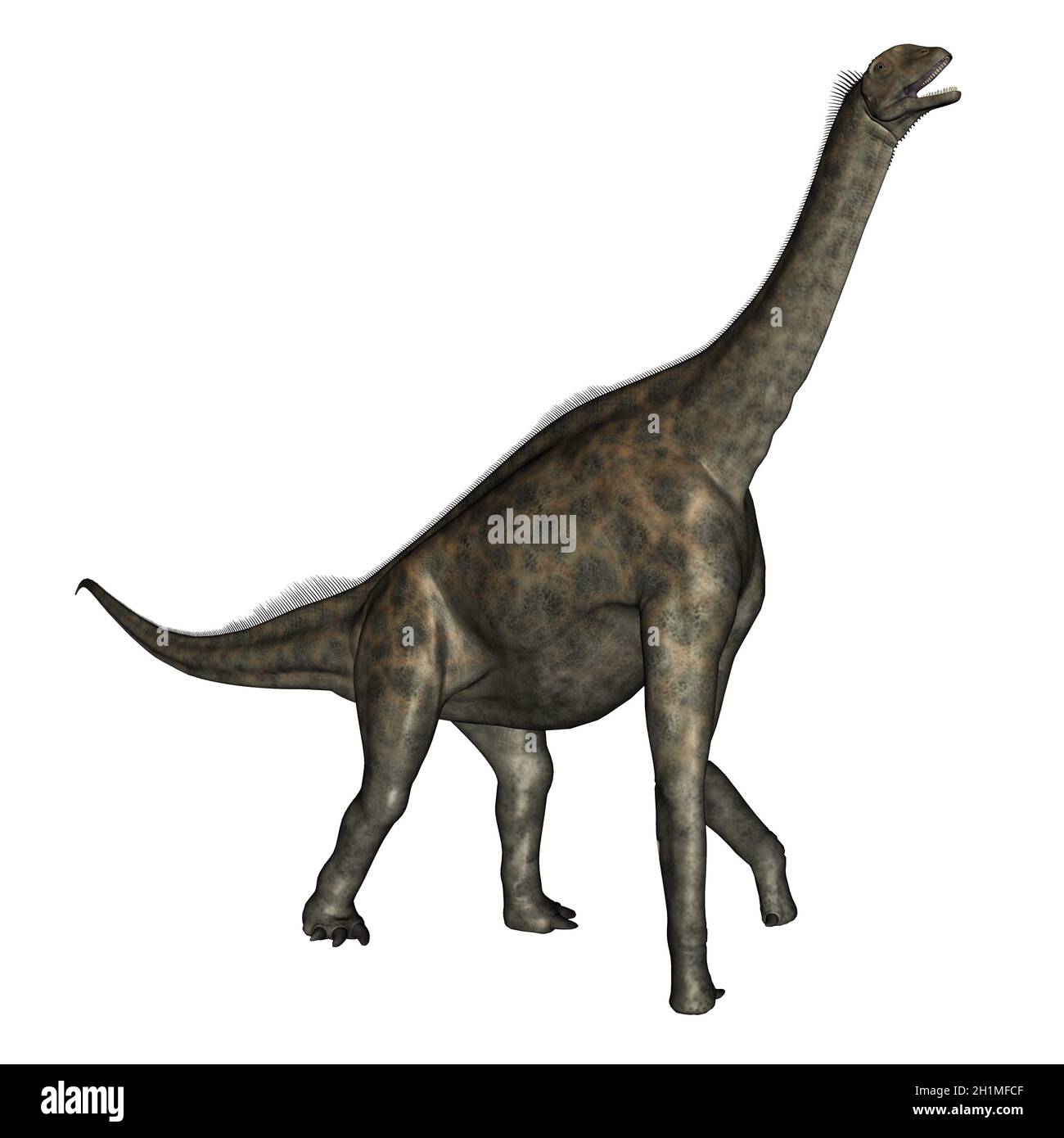 Atlasaurus dinosaurs walking isolated in white background - 3D render Stock Photo