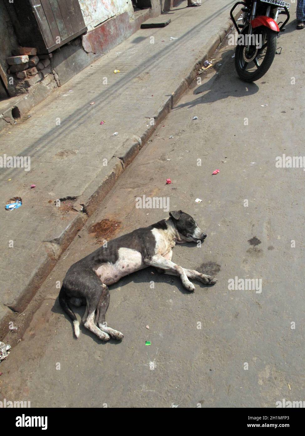 Streets of Kolkata. Stray dogs is sleeping in the street. Stock Photo