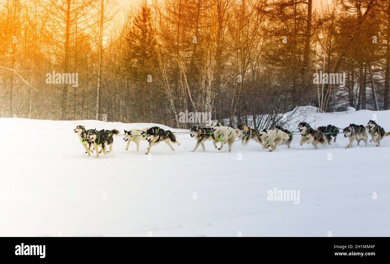 A dog sled running on a winter landscape Stock Photo
