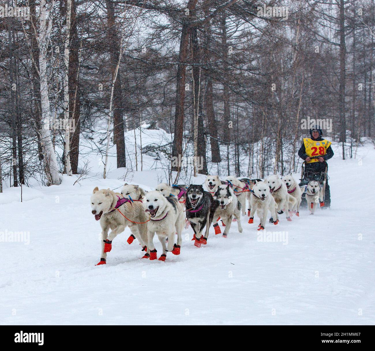 ESSO VILLAGE, KAMCHATKA, RUSSIA - MARCH 4, 2019: Running dog sledge team Kamchatka musher. Kamchatka Sled Dog Racing Beringia. Russian Far East, Kamch Stock Photo