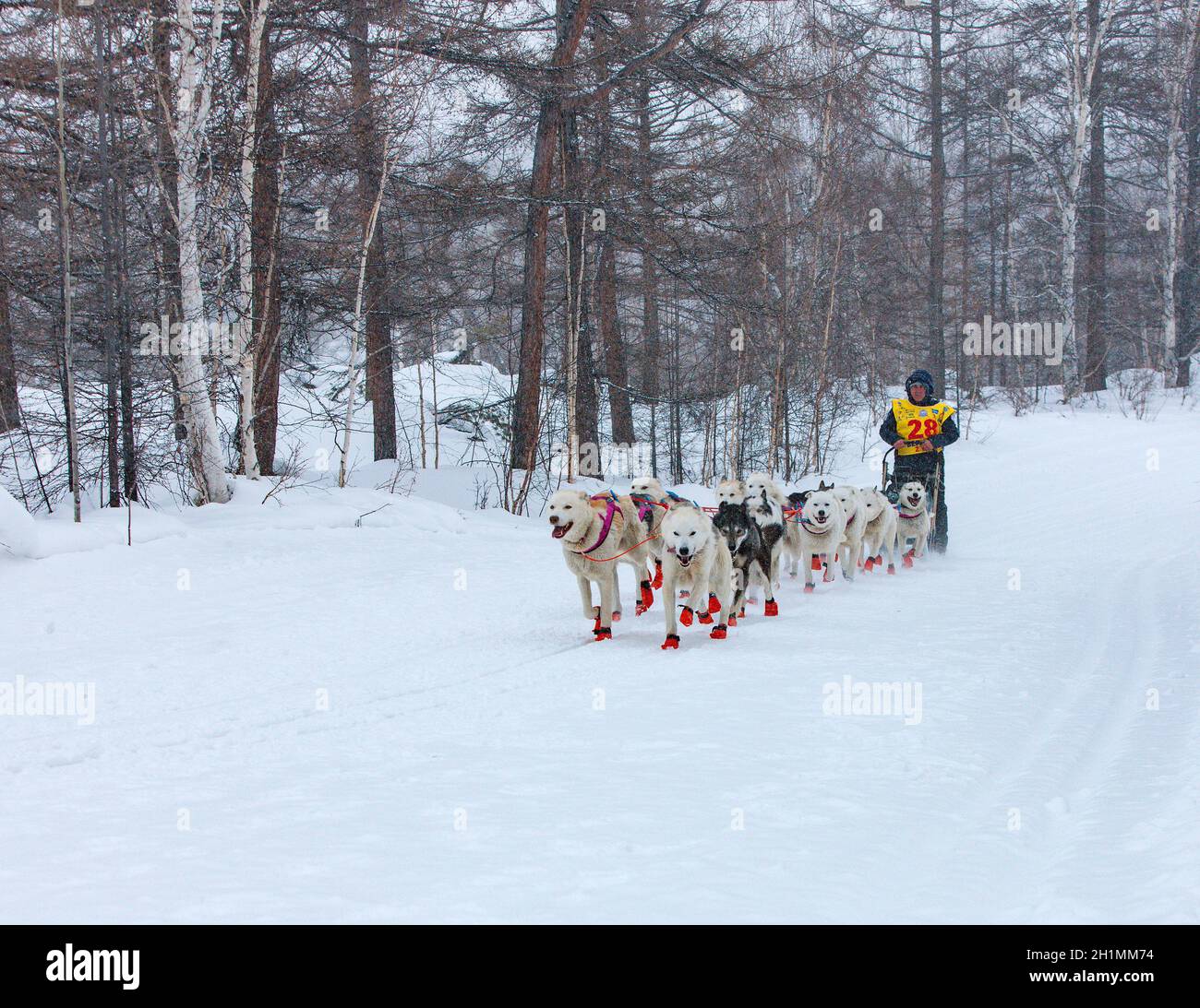 ESSO VILLAGE, KAMCHATKA, RUSSIA - MARCH 4, 2019: Running dog sledge team Kamchatka musher. Kamchatka Sled Dog Racing Beringia. Russian Far East, Kamch Stock Photo