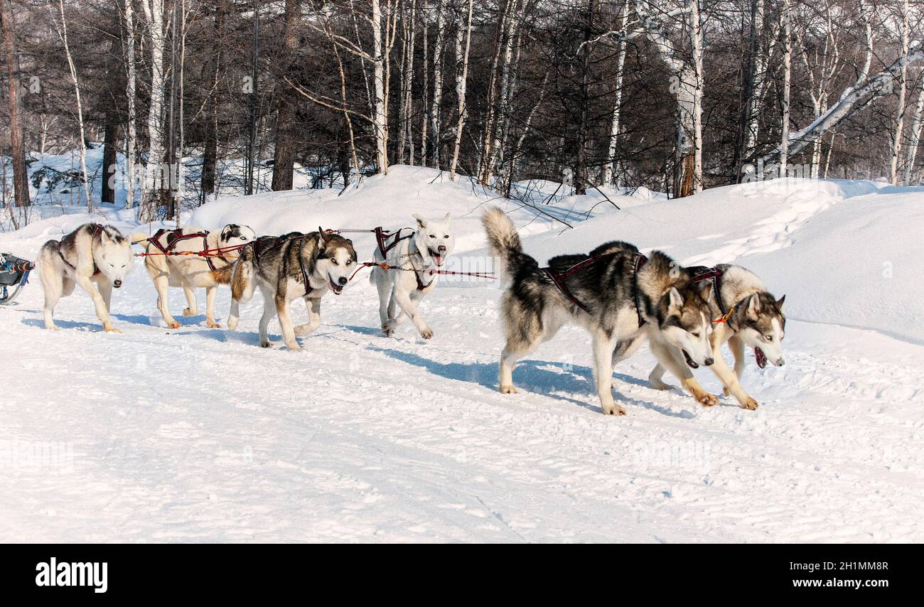 A dog sled running on a winter snow Stock Photo