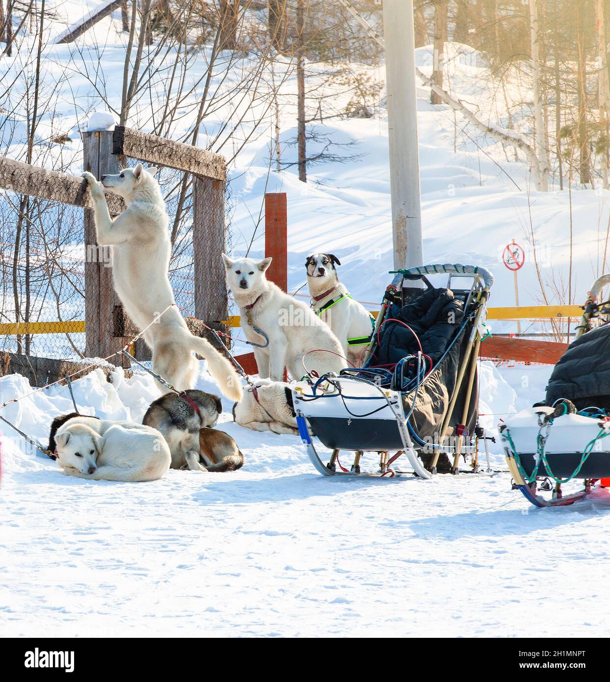 sled used on Nothing man glacier for dog sledders Stock Photo
