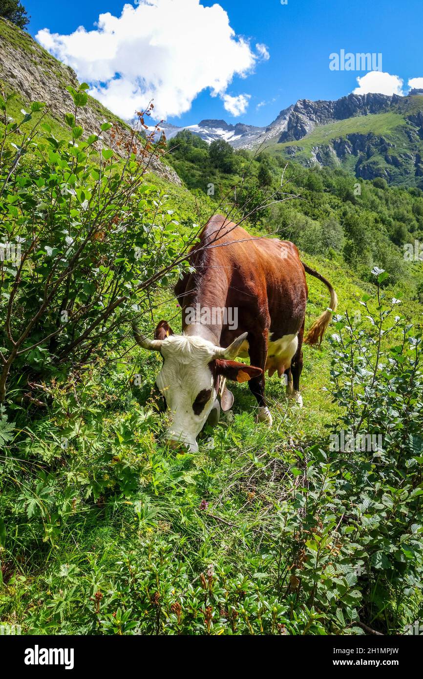 Cows in alpine pasture, Pralognan la Vanoise, French Alps Stock Photo