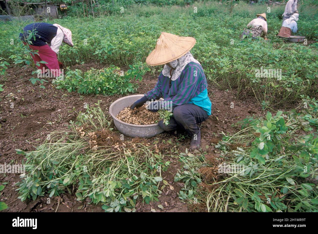 Farmer earn Peanuts at a peanut plantation naer the City of Hualien on ...