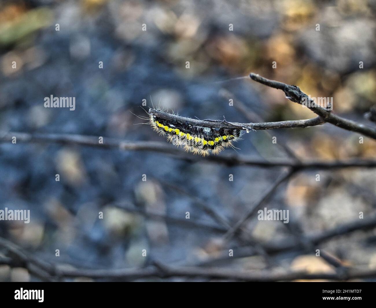 Smartweed caterpillar at Flint Hills Wildlife Refuge Stock Photo