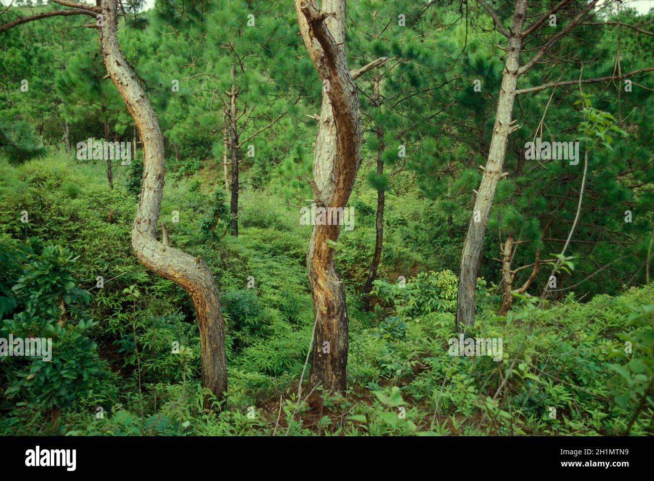 a Rainforest on the Bolaven Plateau near the city of Pakse in the Province Champasak in Lao in the south of Lao.   Lao, Pakse, July, 1996 Stock Photo