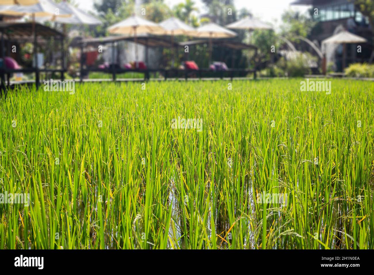 Green rice field relax in summer, stock photo Stock Photo