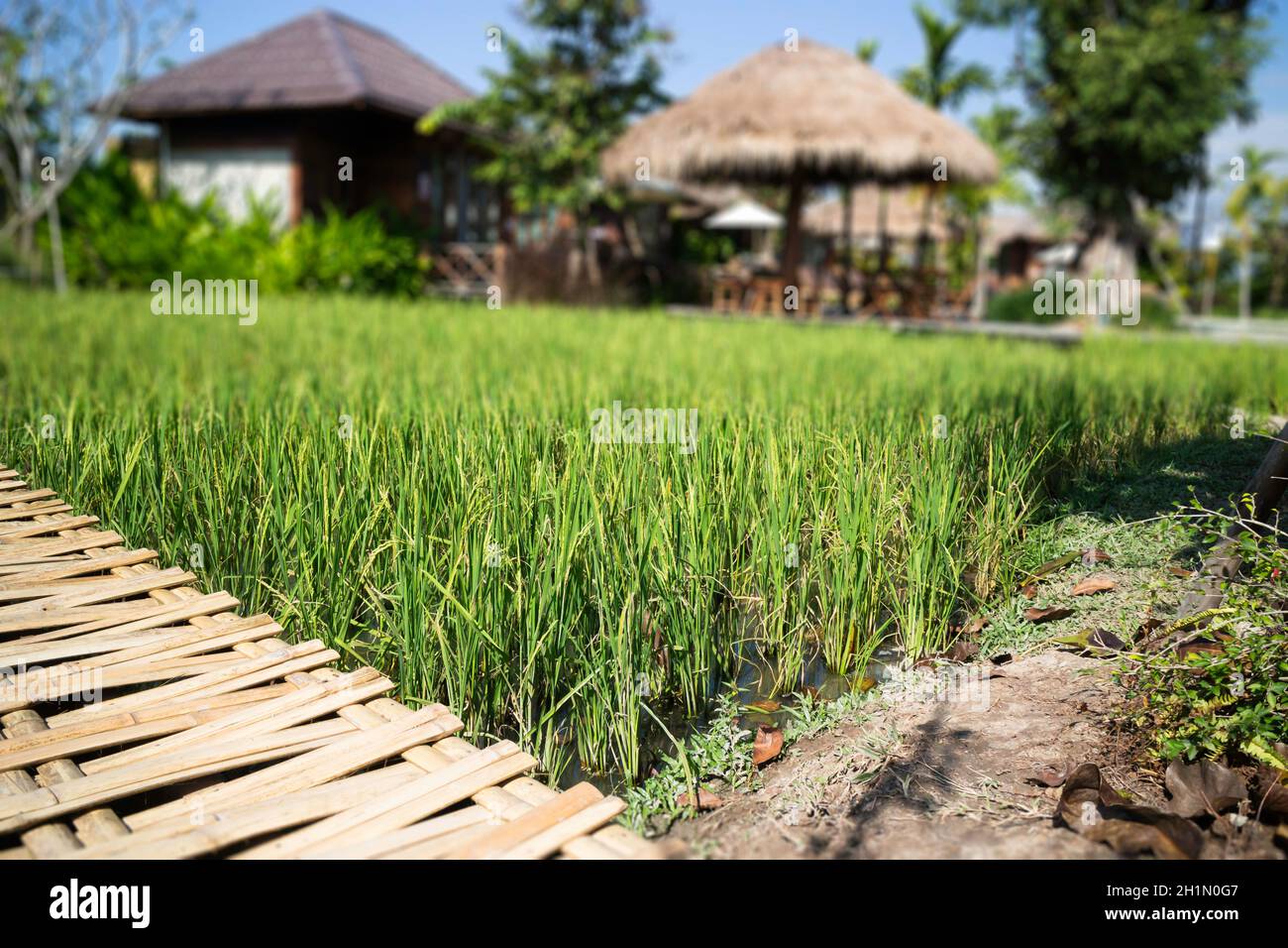 Simple walkway in summer rice field resort, stock photo Stock Photo