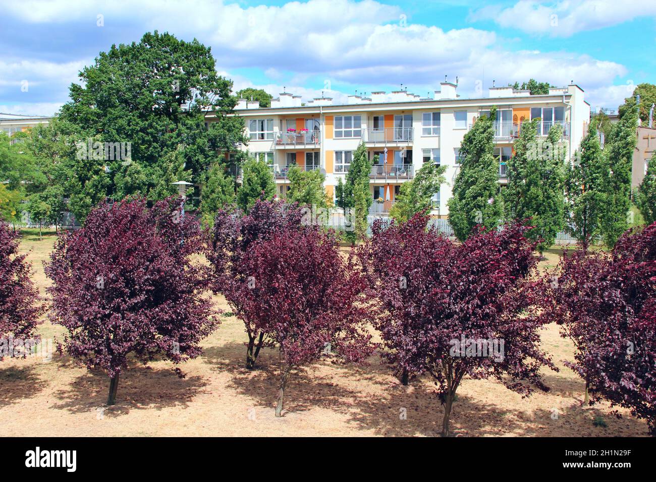 Tree with black and purple coloring growing in city garden. Prunus cerasifera with dark red foliage. Branches of bird cherry tree with dark leaves. Pr Stock Photo