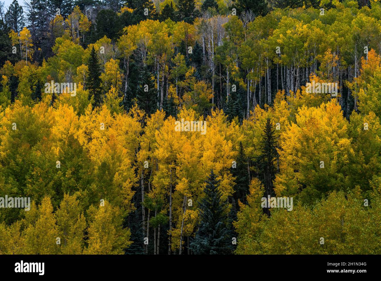 Fall aspen tree in colorado hi-res stock photography and images - Alamy