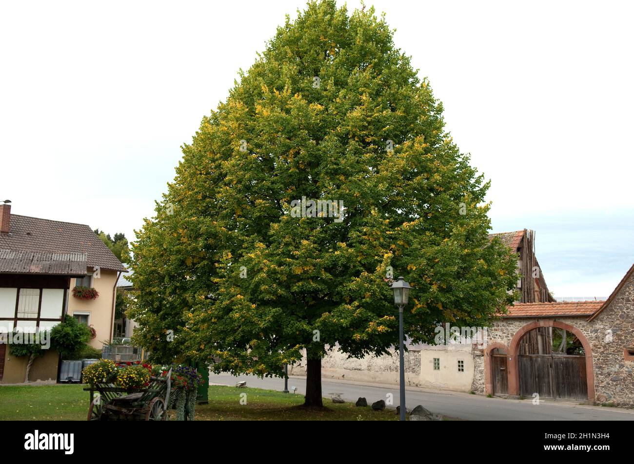 Lindenbaum; Tilia, platyphyllos Stock Photo