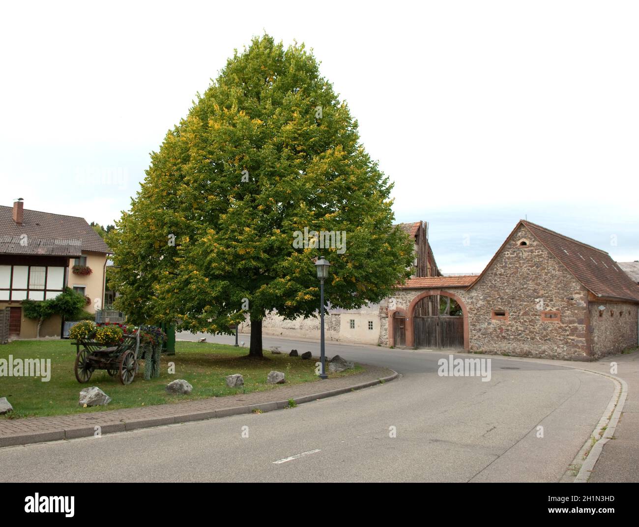 Lindenbaum; Tilia, platyphyllos Stock Photo