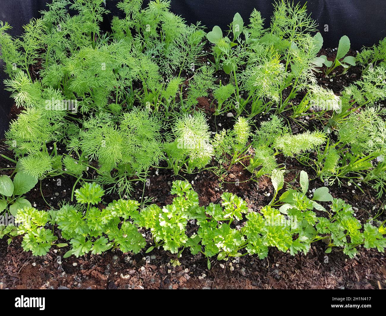 Raised bed, dill, parsley Stock Photo Alamy