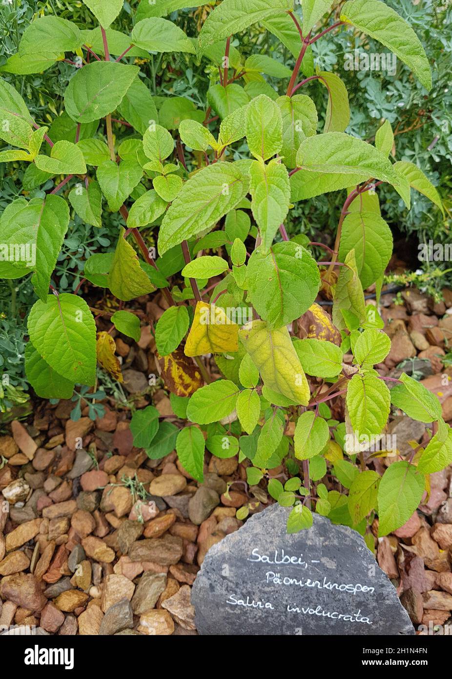 Salbei, Paeonienknospen, Salvia involucrata, ist eine wichtige Heilpflanze und eine Duftpflanze mit blauen Blueten. Sie ist eine schoene Staude und wi Stock Photo