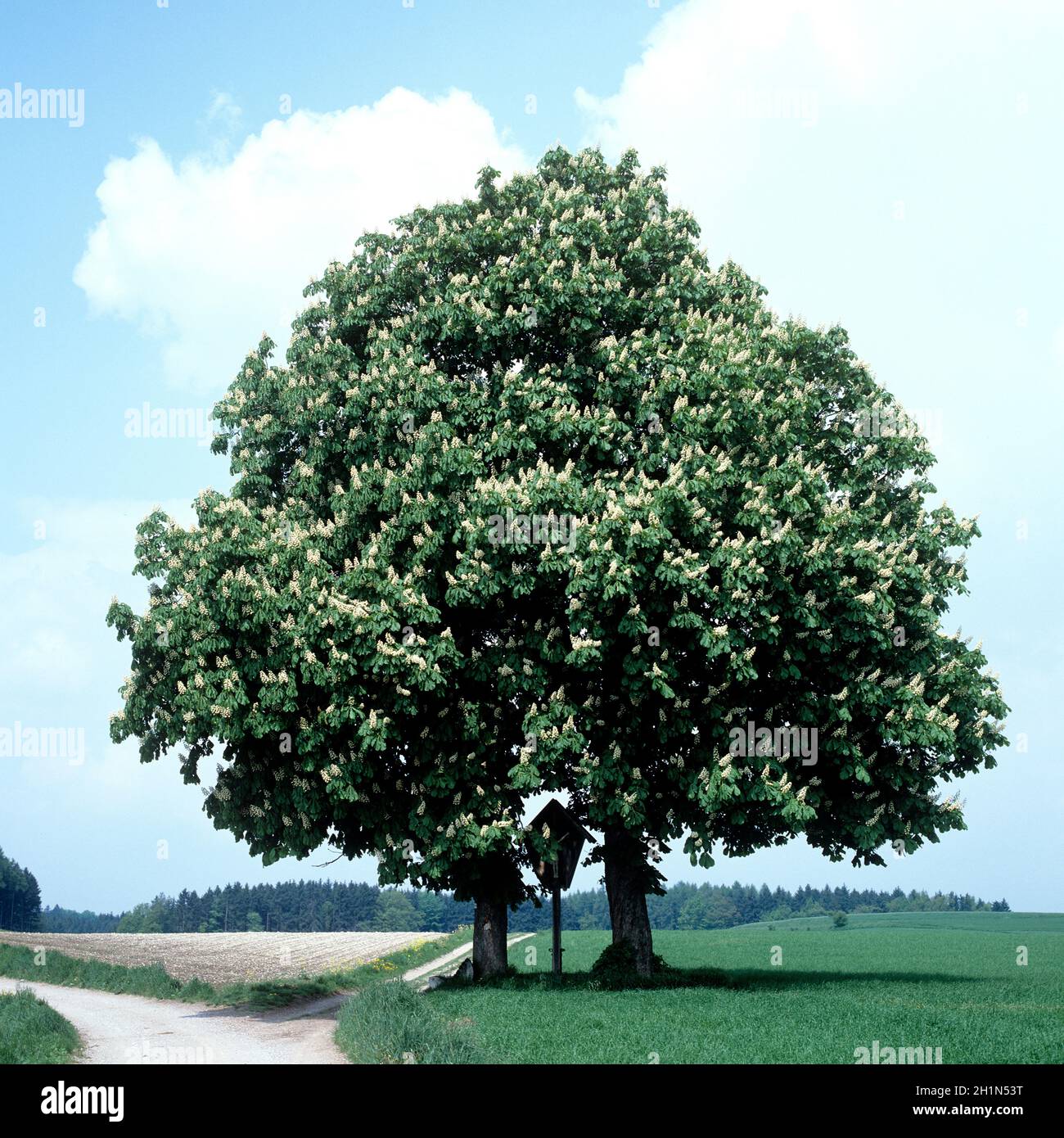 Kastanie; Rosskastanie; Aesculus hippocastanum Stock Photo