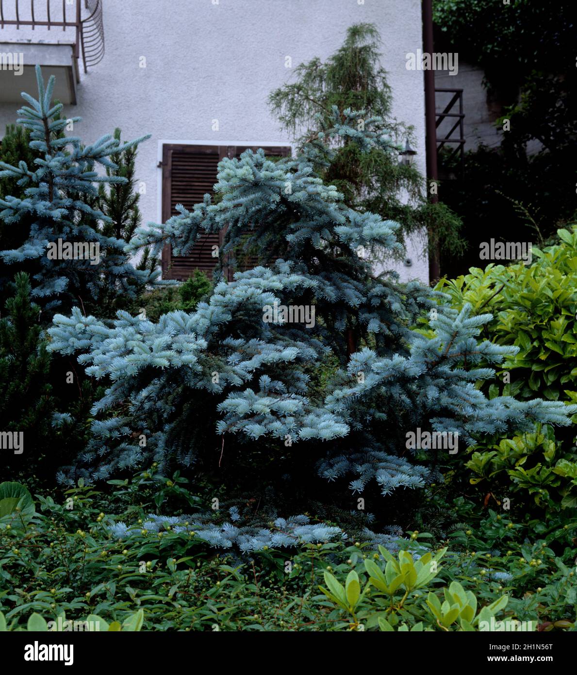 Koniferen hires stock photography and images Alamy