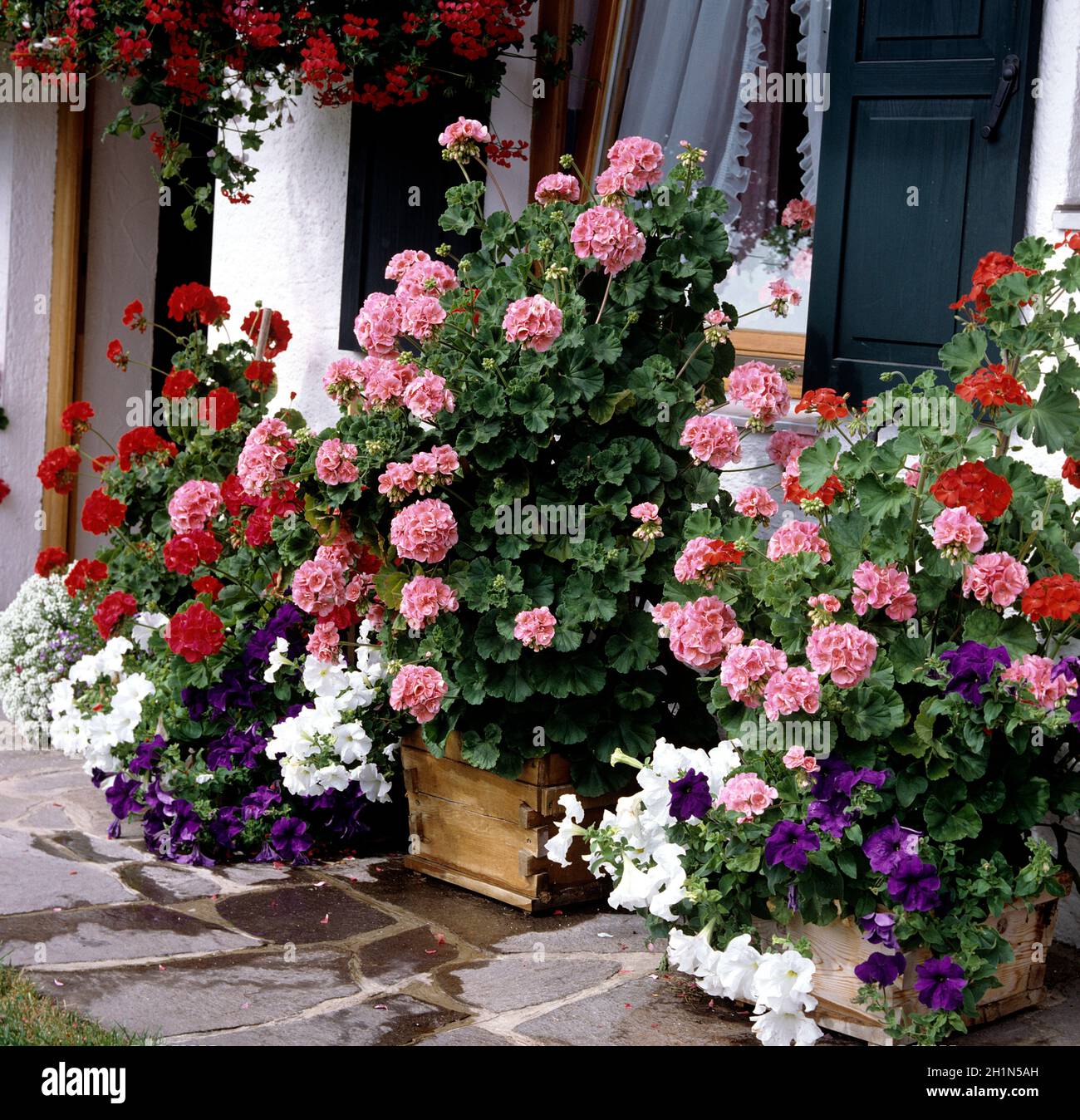 Balkonblumen, Blumen im Kasten, Petunie, Surfina, Bidens, Balkonblumen, Blumen auf Terrasse, Gartenblumen, Kübelpflanzen Stock Photo