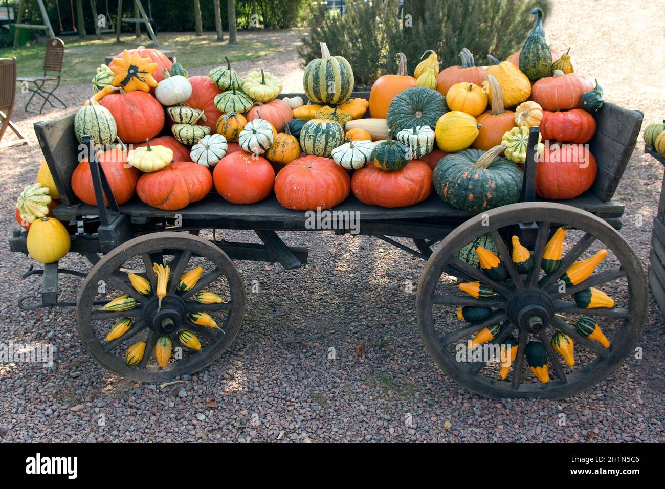 Kuerbis, Cucurbita, pepo, Stock Photo