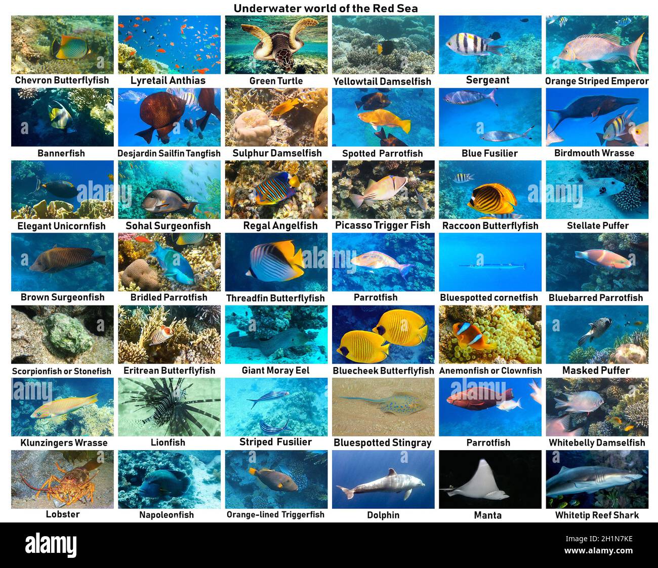Tropical fish identification Cut Out Stock Images & Pictures - Alamy